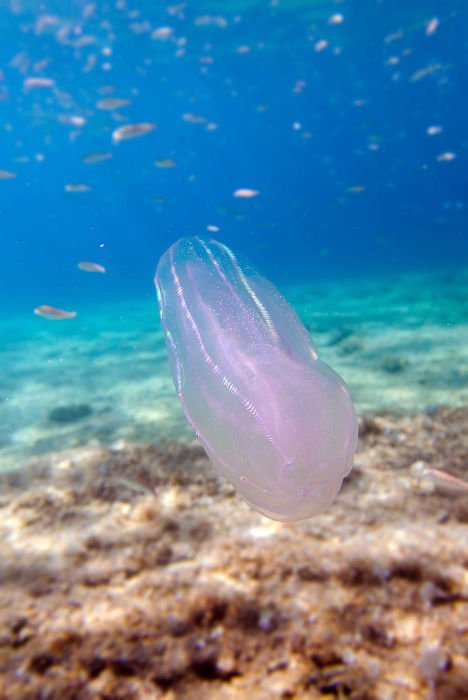Noz-do-mar (Mnemiopsis leidyi), um dos animais marinhos.