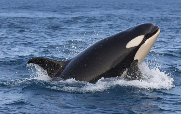 Orca (Orcinus orca), um dos animais marinhos.