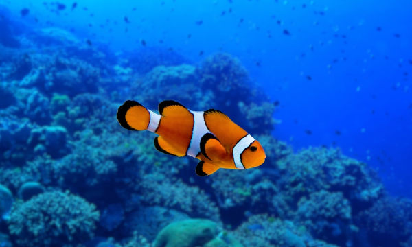 Peixe-palhaço (Amphiprion ocellaris), um dos animais marinhos.