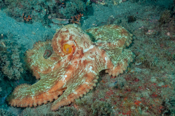 Polvo comum (Octopus vulgaris), um dos animais marinhos.