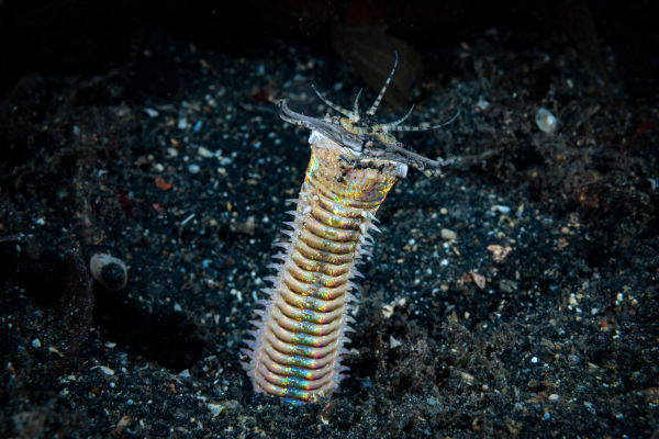 Verme Bobbit (Eunice aphroditois), um dos animais marinhos.