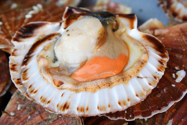 Vieira (Aequipecten opercularis), um dos animas marinhos.