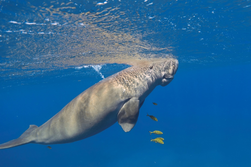 Dugongo, é um dos animais marinhos que vive na região do Golfo Pérsico.