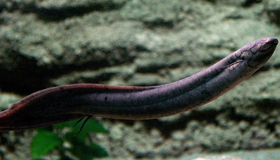 Piramboia (Lepidosiren paradoxa).