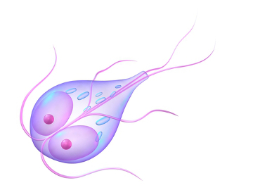 A Giardia lamblia é o protozoário responsável por causar a giardíase