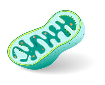 A mitocôndria e o cloroplasto provavelmente são resultado de uma associação simbiótica