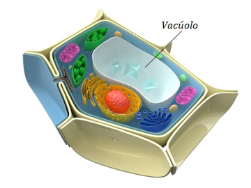 Observe o vacúolo de suco celular ocupando grande parte da célula vegetal
