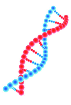 Observe a estrutura do DNA para a confecção do seu modelo