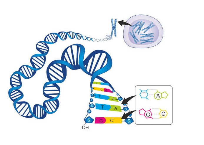 Representação das ligações de DNA.