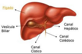 Na hemocromatose o primeiro órgão afetado geralmente é o fígado.
