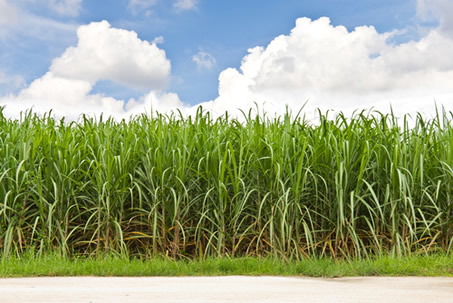 A produção de cana-de-açúcar pode causar inúmeros problemas de ordem social, ambiental e econômica.