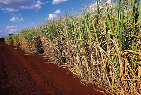 A cana de açúcar é um cultivo muito presente nos campos brasileiros.
