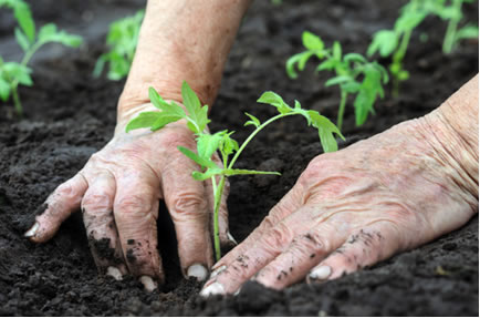 Agroinfluencers ajudam a promover a agricultura