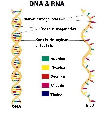 O RNA é formado a partir de um molde de DNA