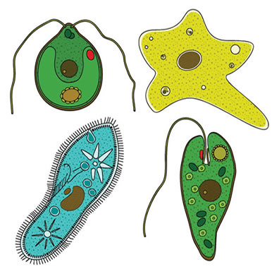 Os protozoários podem ser encontrados em diversos tipos de ambientes
