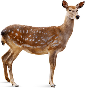 OS CERVOS, VEADOS E CORÇAS (Cervidae)🦌 