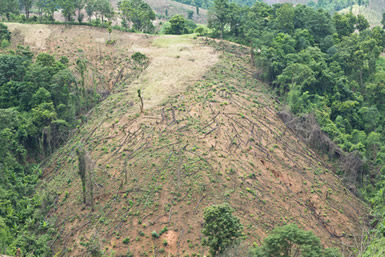 Pandemias e destruição florestal: qual a relação entre os dois