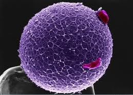 Os óvulos são células formadas a partir da ovulogênese