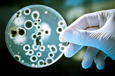 As bactérias realizam somente reprodução assexuada