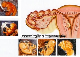 Desenvolvimento do embrião humano. Desenvolvimento do embrião