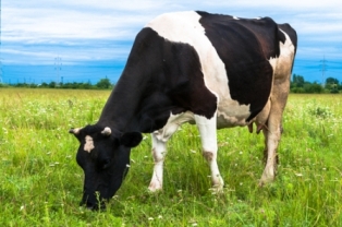 Você já ouviu falar em vacas fistuladas?