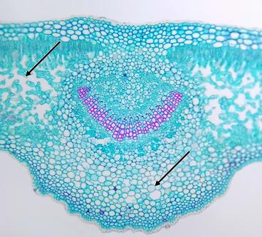 Região da nervura de uma folha. O tecido parênquimático está indicado pelas setas
