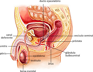 No sistema reprodutor masculino, a produção de espermatozoides ocorre no interior dos testículos
