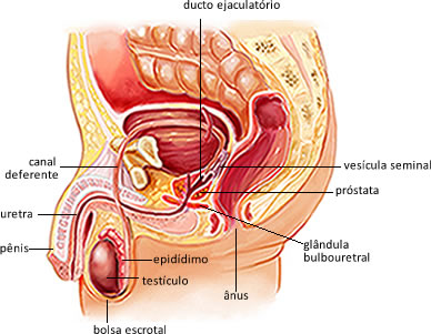 Órgãos do sistema reprodutor masculino: Anatomia, função