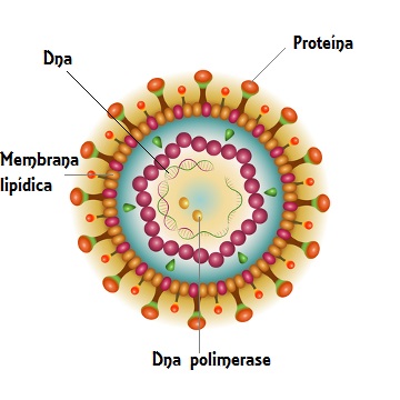 Os vírus apresentam diversas diferenças morfológicas.  Observe acima o vírus da Hepatite B