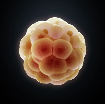 As células-tronco embrionárias são retiradas de embriões no início do desenvolvimento