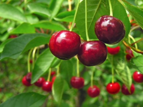 A cereja é uma fruta que possui propriedades que beneficiam a saúde