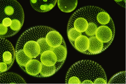 Estudos sobre as microalgas mostram que elas apresentam muitas vantagens em relação a outros vegetais usados para a produção do biodiesel