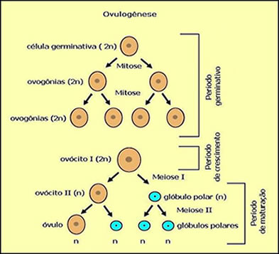 Esquema mostrando como ocorre a ovulogênese