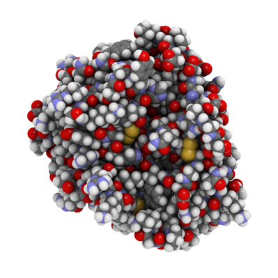 Estrutura química de uma molécula de enzima tripsina humana, que é uma enzima que contribui para a digestão das proteínas no sistema digestivo