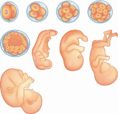 O desenvolvimento embrionário faz com que o zigoto se transforme em um novo ser
