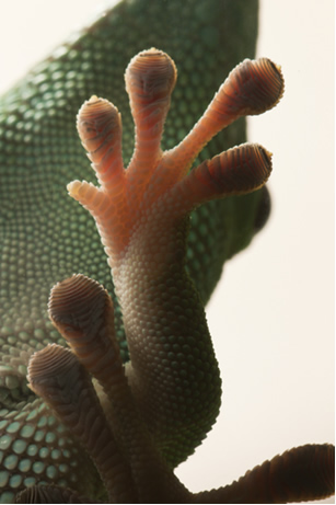 As patas de uma lagartixa grudam em todo tipo de superfície, exceto teflon