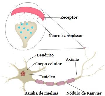 Como um neurônio se comunica com outro? - Charada e Resposta - Geniol