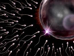 Problemas com fertilidade só podem ser avaliados por um especialista em reprodução humana