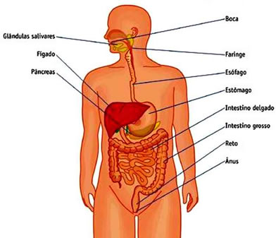 atividades com sistema digestorio - Pesquisa Google