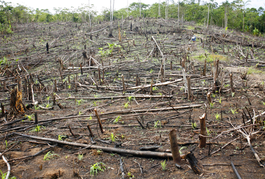 O desmatamento é um problema que vem atingindo, principalmente, a Amazônia