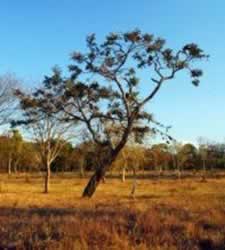 Imagem do Cerrado que corresponde à vegetação brasileira mais rica em biodiversidade