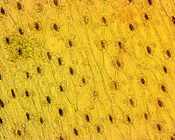 Observe a epiderme da cebola (Allium sp.) e seus estômatos