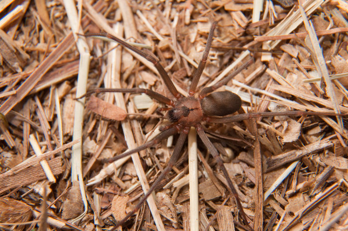 A aranha-marrom é um animal peçonhento e o soro utilizado contra o seu veneno é o antiaracnídico