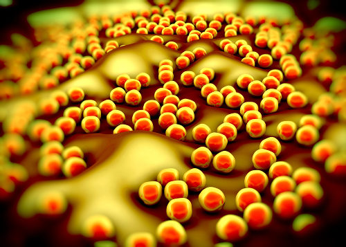 A bactéria Staphylococcus aureus está relacionada com o início da infecção