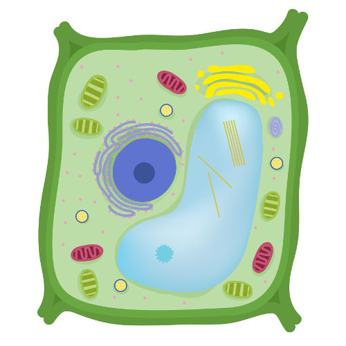 A célula vegetal apresenta o vacúolo de suco celular, o tipo mais conhecido de vacúolo
