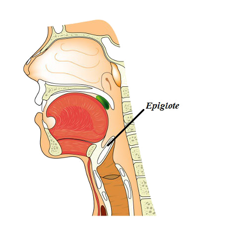 A epiglote é uma estrutura cartilaginosa encontrada na laringe