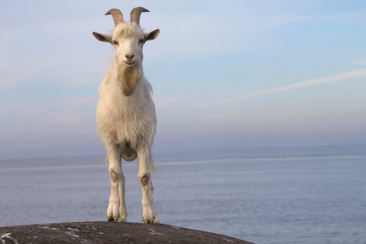 O que significa a gíria GOAT?