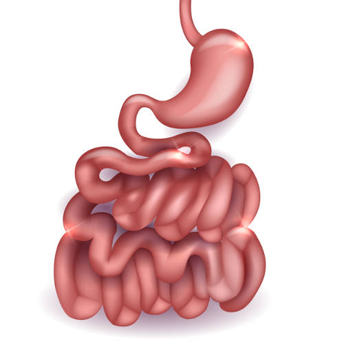A formação do quimo e do quilo ocorre, respectivamente, no estômago e no intestino delgado