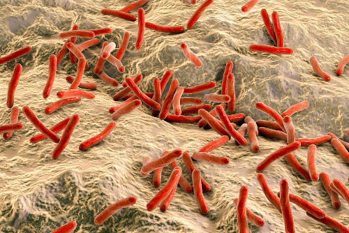 A hanseníase é causada pelo bacilo <em>Mycobacterium leprae </em>, descoberto em 1873
