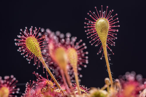 A Drosera apresenta folhas com mucilagem (substância pegajosa), o que ajuda na captura das presas